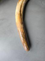 Wolharige mammoet - Gefossiliseerde slagtand - 110 cm