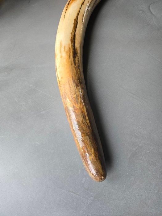 Wolharige mammoet - Gefossiliseerde slagtand - 110 cm, Verzamelen, Mineralen en Fossielen