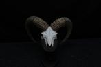 Mouflon Schedel - Ovis a musimon - 30 cm - 40 cm - 44 cm-, Nieuw