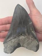 Grote Megalodon tand 14,1 cm - Fossiele tand - Carcharocles, Verzamelen, Mineralen en Fossielen