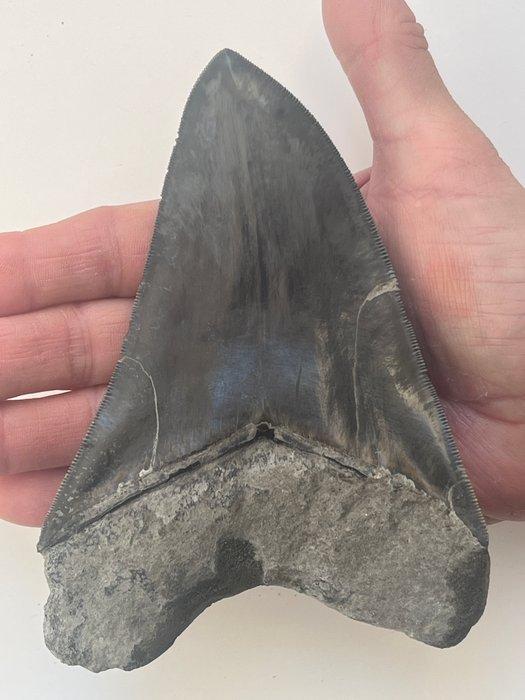 Grote Megalodon tand 14,1 cm - Fossiele tand - Carcharocles, Verzamelen, Mineralen en Fossielen
