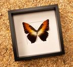 Papillon Support de corps entier pour taxidermie - Morpho