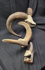 3 trofee Mouflon-hoorn familie Hoorns - Ovis aries - 0 cm -