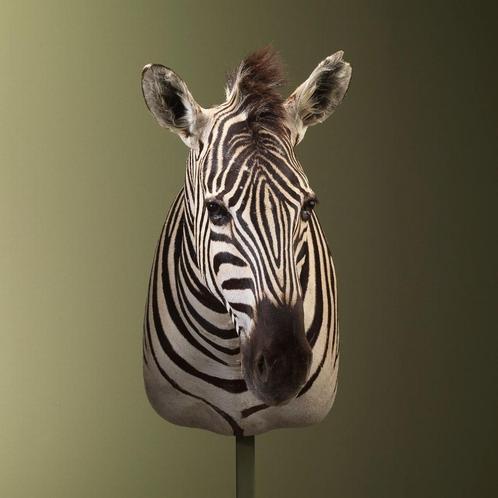 Zebra Taxidermie Opgezette Dieren By Max, Verzamelen, Dierenverzamelingen, Opgezet dier, Nieuw, Wild dier, Ophalen of Verzenden