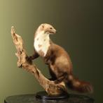 Steenmarter Taxidermie Opgezette Dieren By Max, Ophalen of Verzenden, Nieuw, Wild dier, Opgezet dier