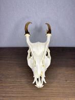 Muntjak Schedel van een zoogdier - Muntiacus reevesi - 10 cm