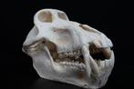 Large Chacma Baboon Schedel - Papio ursinus - 13 cm - 13 cm, Nieuw