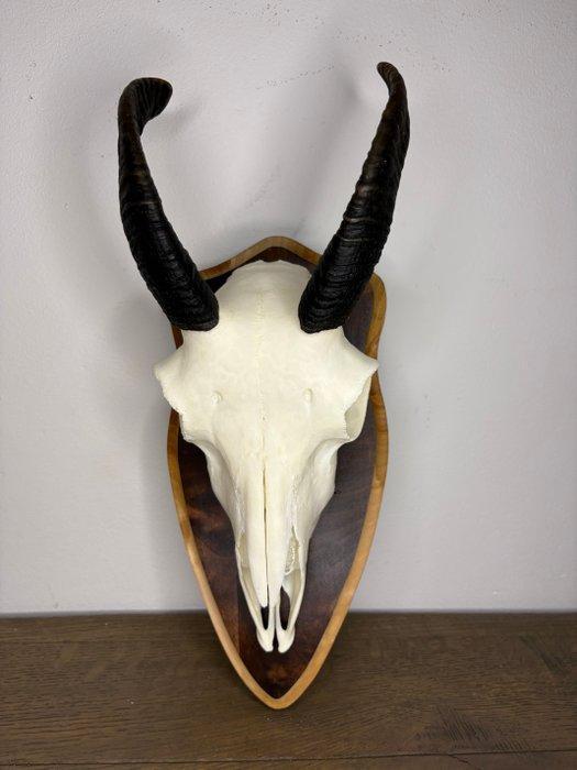 Trophée de chasse, Collections, Collections Animaux