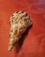 Coquillage Triton Zeeschelp - Charonia varigata (Zonder