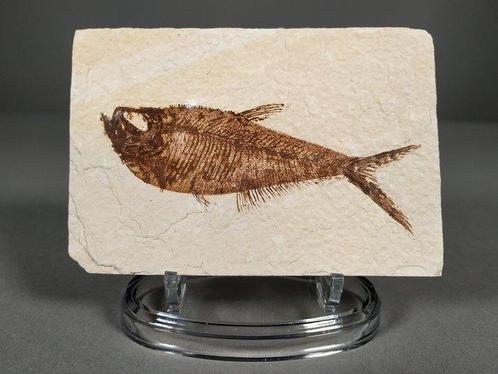 Poisson fossile ressemblant à un hareng sur la matrice, Verzamelen, Mineralen en Fossielen