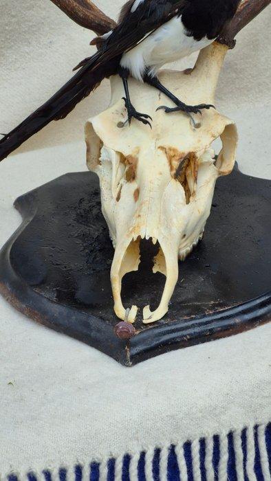 Pie - Cerf élaphe Taxidermie wandmontage - Pica Pica -, Verzamelen, Dierenverzamelingen