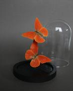 Papillon Support de corps entier pour taxidermie - Appias, Antiquités & Art, Curiosités & Brocante