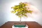 Japanese maple bonsai (Acer palmatum) - Hoogte (boom): 50 cm