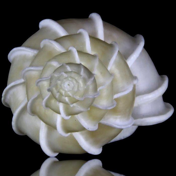 Verzamelschelp uit Japan - Zeeschelp - Epitonium Scalare, Antiek en Kunst, Curiosa en Brocante