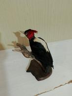 Timmerman witte lende Taxidermie volledige montage -, Nieuw