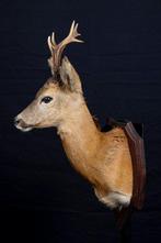 Reebok Taxidermie volledige montage - Capreolus capreolus -, Verzamelen, Nieuw