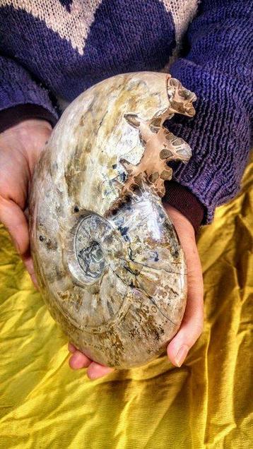 Ammonite - Animal fossilisé - Large - Aioloceras