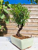 Kersstruik (syzigium) bonsai - Hoogte (boom): 25 cm - Diepte