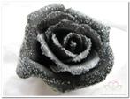 foam Rose Emilia 6cm. snow Black Doos 42 voordeelpak, Nieuw