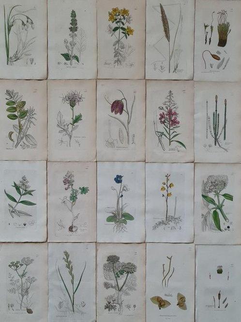 James Sowerby - 20 deels handgekleurde lithos, Antiek en Kunst, Antiek | Boeken en Manuscripten