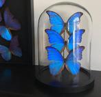 Vlinder Taxidermie volledige montage - Morpho Didius - 30 cm, Verzamelen, Nieuw