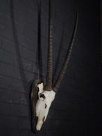 Gemsbok schedel Schedel van een zoogdier - Oryx gazella - 31