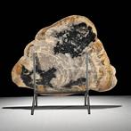 Indrukwekkende grote plak versteend hout op een op maat