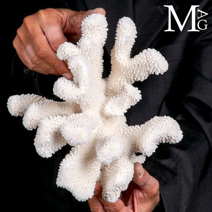 Coral Branch - White Coral - Acropora Florida -, Antiek en Kunst, Curiosa en Brocante