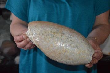 Escargot de mer Coquillage marin - CYMBIUM GLANS (Sans Prix