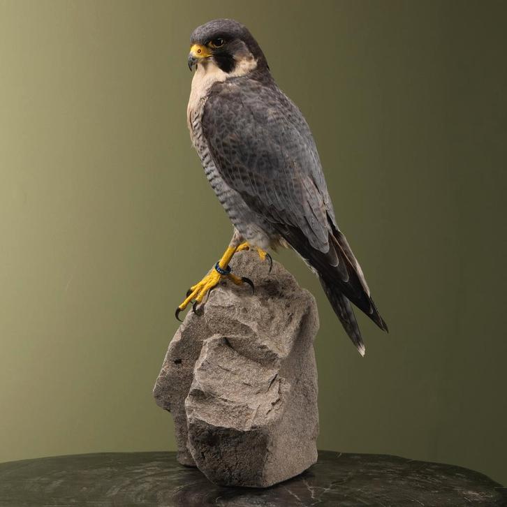 Hybride Valk Taxidermie Opgezette Dieren By Max, Verzamelen, Dierenverzamelingen, Opgezet dier, Nieuw, Vogel, Ophalen of Verzenden