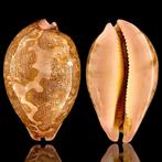 Coquillage de cowrie collectible Leporicypraea Mappa - 81,5, Nieuw
