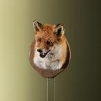 Vos Taxidermie Opgezette Dieren By Max, Verzamelen, Ophalen of Verzenden, Nieuw, Wild dier, Opgezet dier