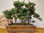 Bonsaï Pin des Bouddhistes (Podocarpus macrophyllus) -