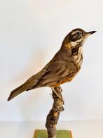 Roodvleugel Taxidermie volledige montage - Turdus iliacus -, Verzamelen, Nieuw
