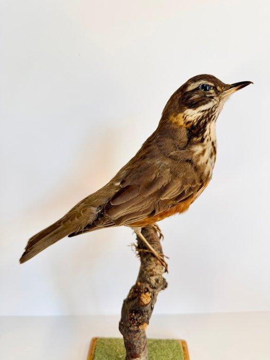 Roodvleugel Taxidermie volledige montage - Turdus iliacus -, Verzamelen, Dierenverzamelingen