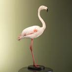 Rode Flamingo Taxidermie Opgezette Dieren By Max, Verzamelen, Ophalen of Verzenden, Nieuw, Vogel, Opgezet dier