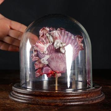 Maritieme curiositeiten uit Wunderkammer - Taxidermie
