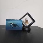 Fossiel - Fossiele tand - Bijzondere set van 4unieke