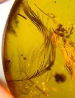 Wild, gracieuze en dynamische sauropode veren - Barnsteen -, Verzamelen, Mineralen en Fossielen