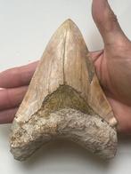 Enorme Megalodon tand 14,7 cm - Fossiele tand - Carcharocles