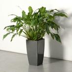 Officenow plant, groen, 130 x 130 cm