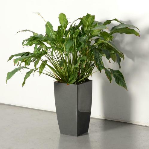 Officenow plant, groen, 130 x 130 cm, Zakelijke goederen, Overige Zakelijke goederen, Ophalen of Verzenden