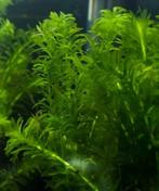 Aquariumplant - Elodea Densa bos (zuurstof), Animaux & Accessoires, Poissons | Aquariums & Accessoires, Verzenden