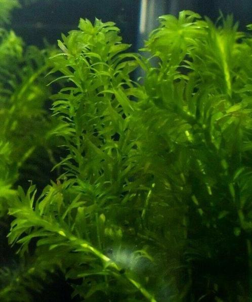 Aquariumplant - Elodea Densa bos (zuurstof), Animaux & Accessoires, Poissons | Aquariums & Accessoires, Envoi