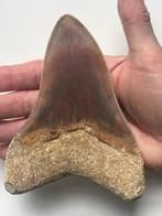 Grote Megalodon-tand 13,7 cm - Fossiele tand - Carcharocles