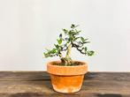 Olijf bonsai (Olea europaea) - Hoogte (boom): 18 cm - Diepte, Antiek en Kunst