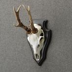 Reebok Schedel Taxidermie Opgezette Dieren By Max, Verzamelen, Ophalen of Verzenden, Nieuw, Wild dier, Opgezet dier