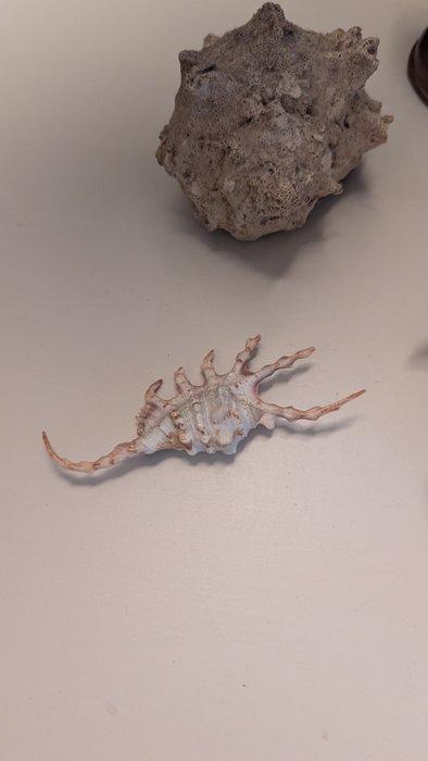 Koraal Zeeschelp - Rose des sables , corail , coquillages, Antiek en Kunst, Curiosa en Brocante