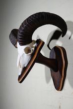 Mouflon Schedel - Ovis a musimon - 30 cm - 45 cm - 40 cm-