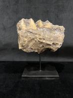 rhinocéros de Sumatra - Dents fossiles - Dicerorhinus